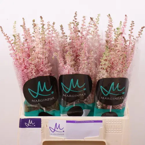 Spirea rosa Erika 45cm