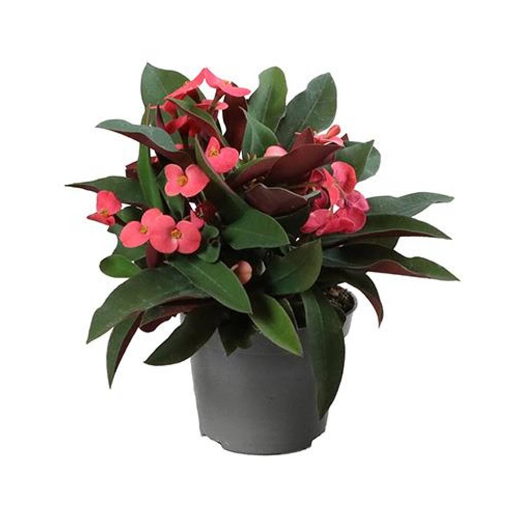 Euphorbia Milii rosa T06 H010