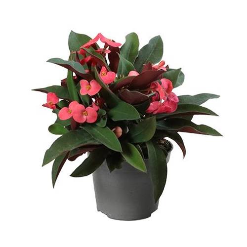 Euphorbia Milii rosa T06 H010