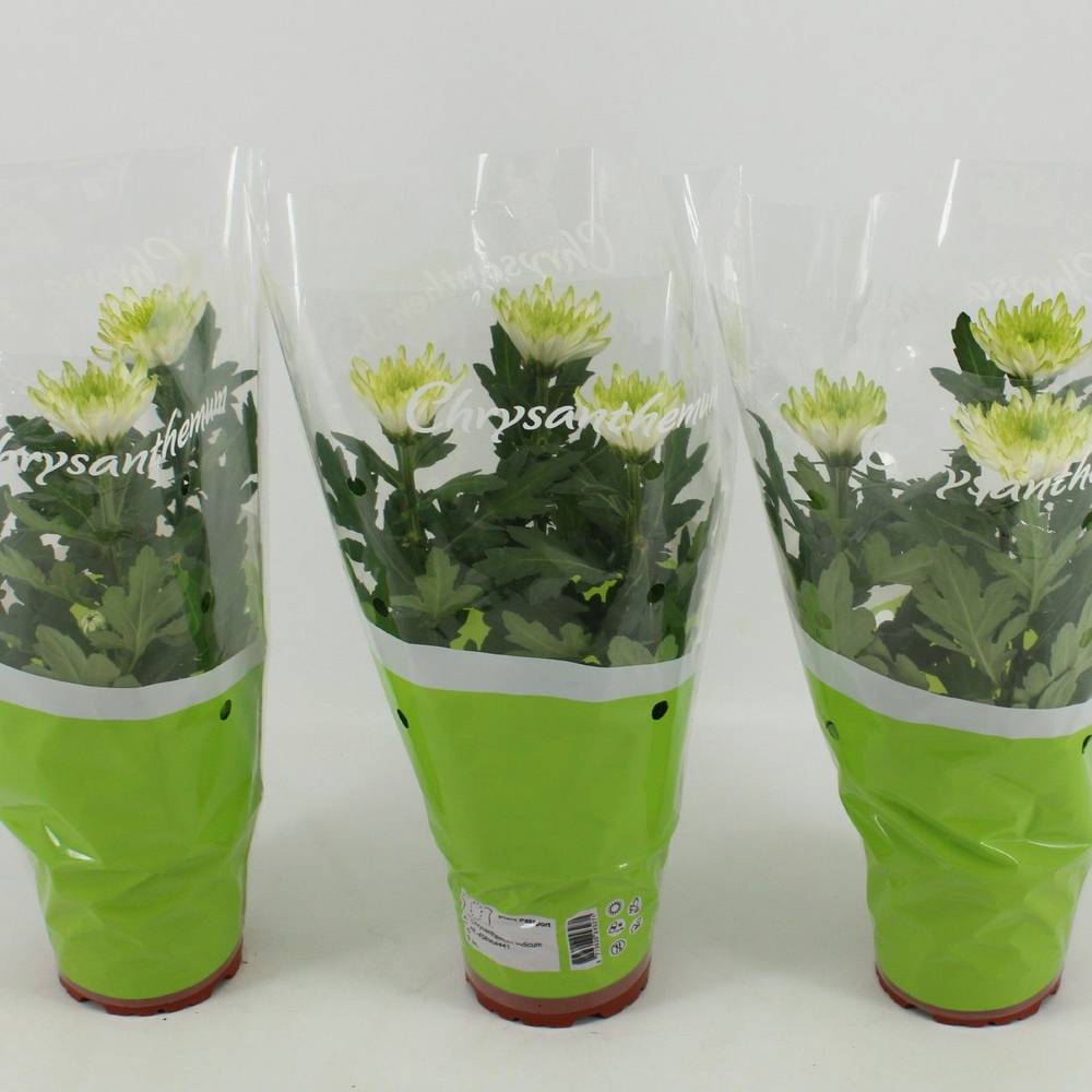 Chrysantheme Zembla Lime T12 H030