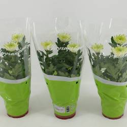 Chrysantheme Zembla Lime T12 H030