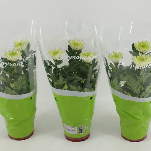Chrysantheme Zembla Lime T12 H030