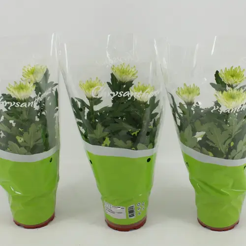 Chrysantheme Zembla Lime T12 H030