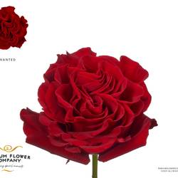 Rose weinrot Wanted 50cm