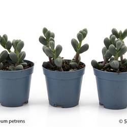 Gibbaeum Petrense T05,5 H010
