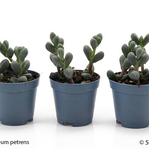 Gibbaeum Petrense T05,5 H010