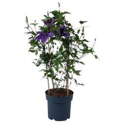 Clematis violett Garland T19 H070