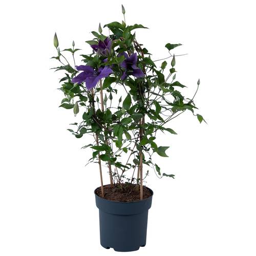 Clematis violett Garland T19 H070