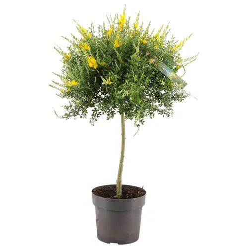 Cytisus gelb Bol auf Stamm T17 H070