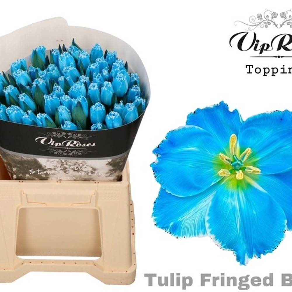 Tulpe blau gefärbt Fringed blue 32 Gramm