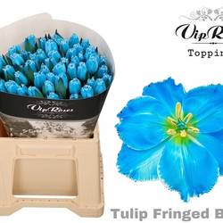 Tulpe blau gefärbt Fringed blue 32 Gramm