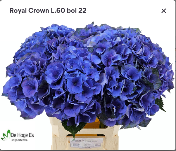 Hortensie blau Roy.Crown BL Bol 19cm 60cm