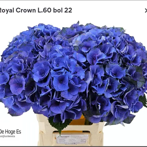 Hortensie blau Roy.Crown BL Bol 22cm 60cm