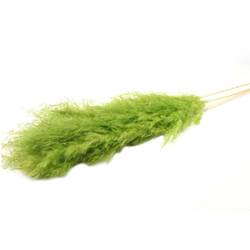 Trocken Pampas Dadan Lime L120cm x5