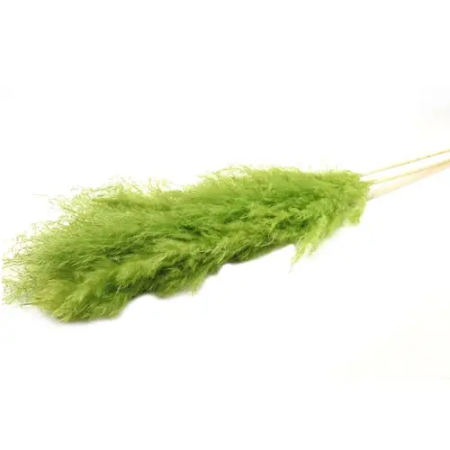 Trocken Pampas Dadan Lime L120cm x5