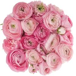 Ranunkel hell rosa Elegance Pink 48 Gramm 46cm x 20