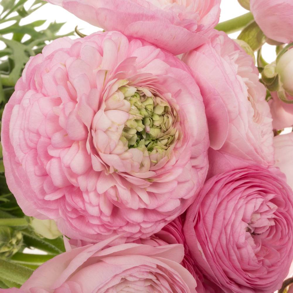 Ranunkel hell rosa Elegance Pink 48 Gramm 46cm x 20
