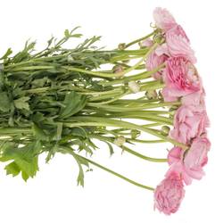 Ranunkel hell rosa Elegance Pink 48 Gramm 46cm x 20