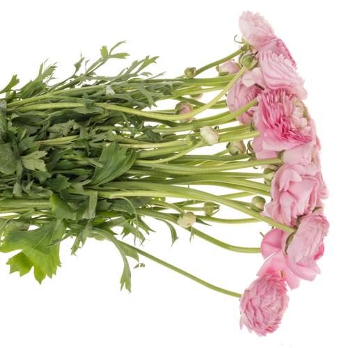 Ranunkel hell rosa Elegance Pink 48 Gramm 46cm x 20