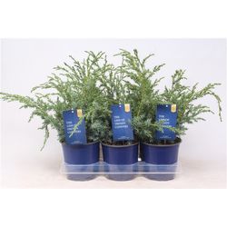 Juniperus Chinensis Blue Alps T15 H040