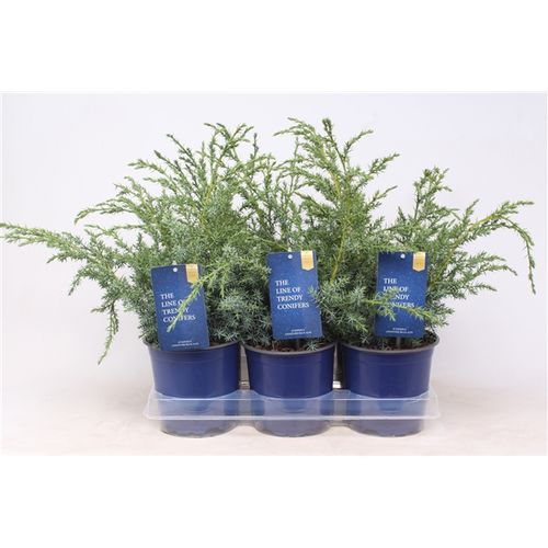 Juniperus Chinensis Blue Alps T15 H040