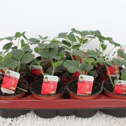 Fragaria Ananassa Senga T09,5 H15