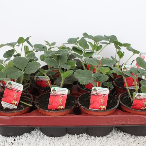 Fragaria Ananassa Senga T09,5 H15