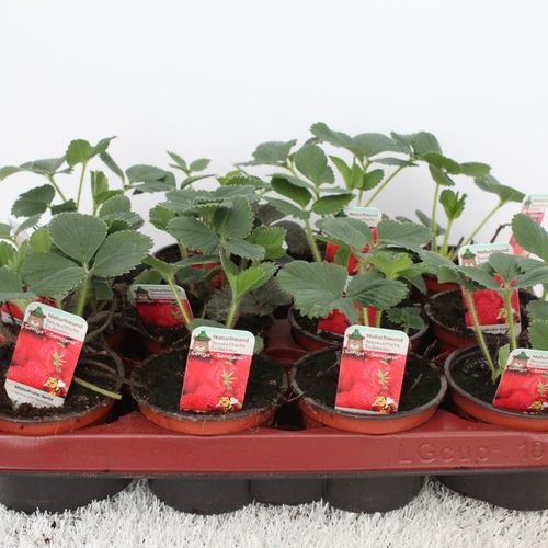 Fragaria Ananassa Senga T9,5 H15