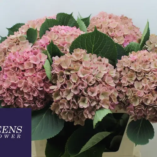 Hortensie rosa/lachs Royal Kiss Classic 70cm