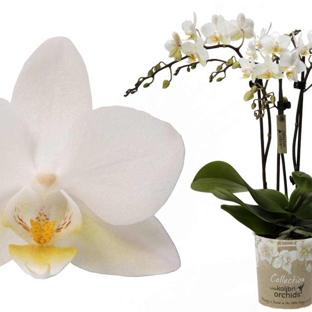 Phal.3-R weiss T09