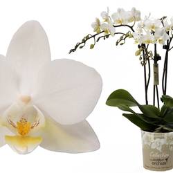 Phal.3-R weiss T09