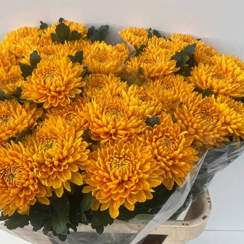 Chrys.Deko dunkel orange Jayz 80cm DE