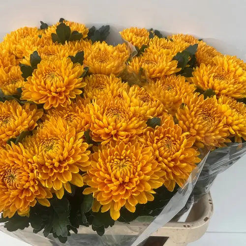 Chrys.Deko dunkel orange Jayz 80cm DE