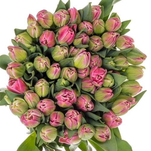 Tulpe rosa doppel Brindisi 46 Gramm