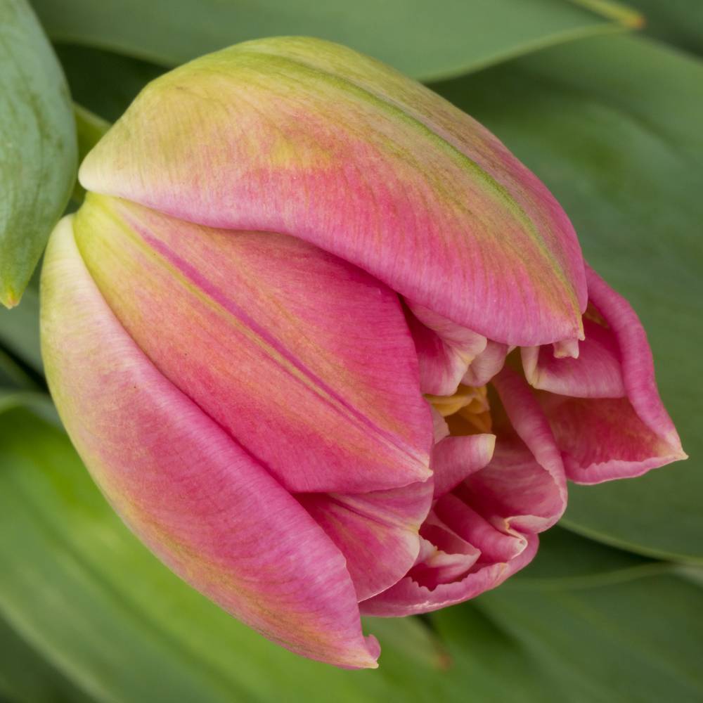 Tulpe rosa doppel Brindisi 46 Gramm