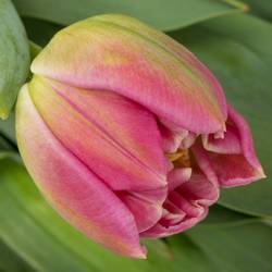 Tulpe rosa doppel Brindisi 46 Gramm