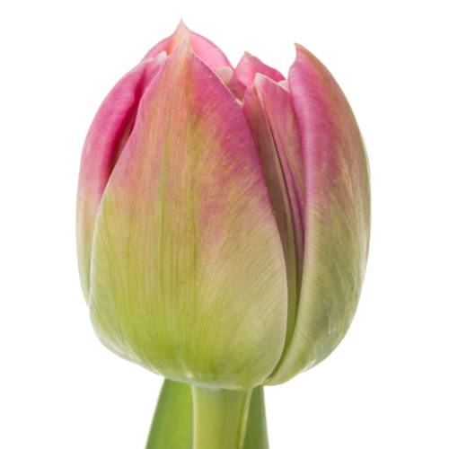 Tulpe rosa doppel Brindisi 46 Gramm