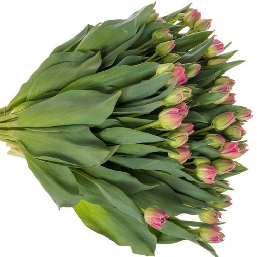 Tulpe rosa doppel Brindisi 46 Gramm
