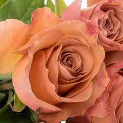 Rose braun Moccachino 50cm