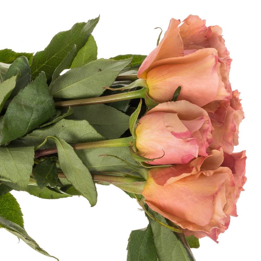 Rose braun Moccachino 50cm