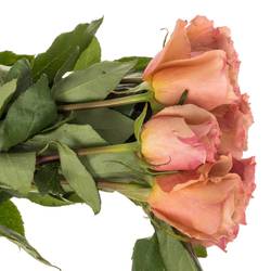 Rose braun Moccachino 50cm