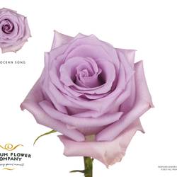 Rose milka Ocean Song 50cm