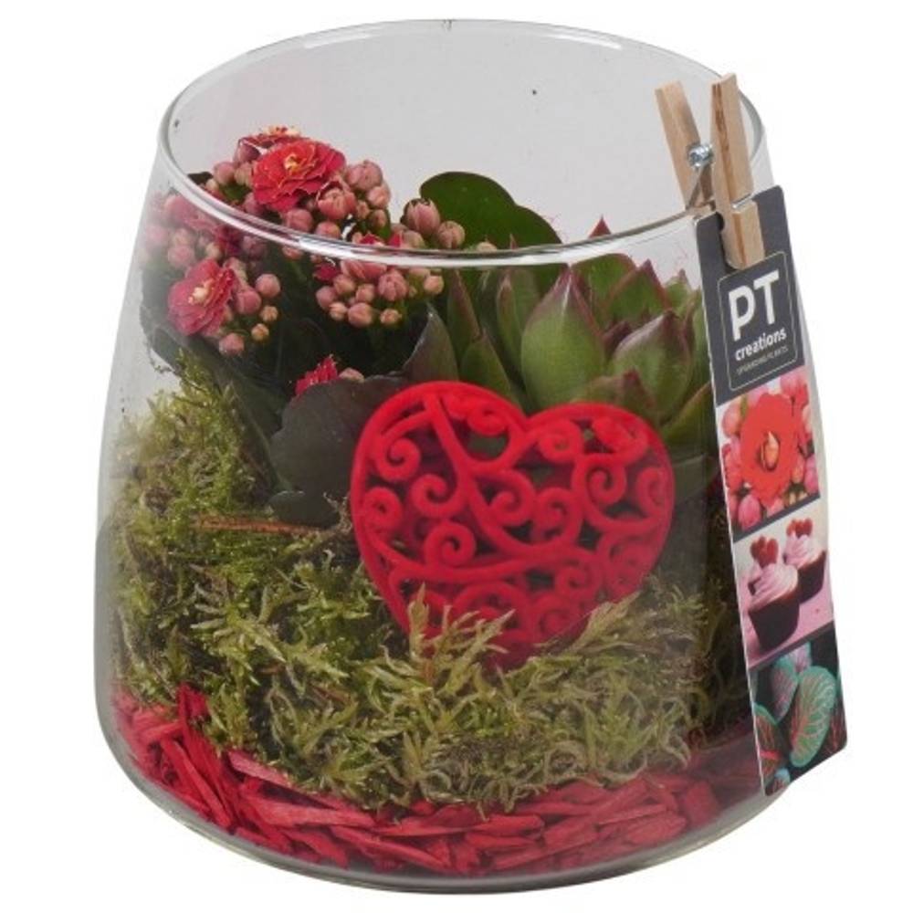 Kal.Arr PTVMG4942 T14 H020