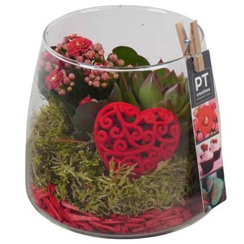 Kal.Arr PTVMG4942 T14 H020