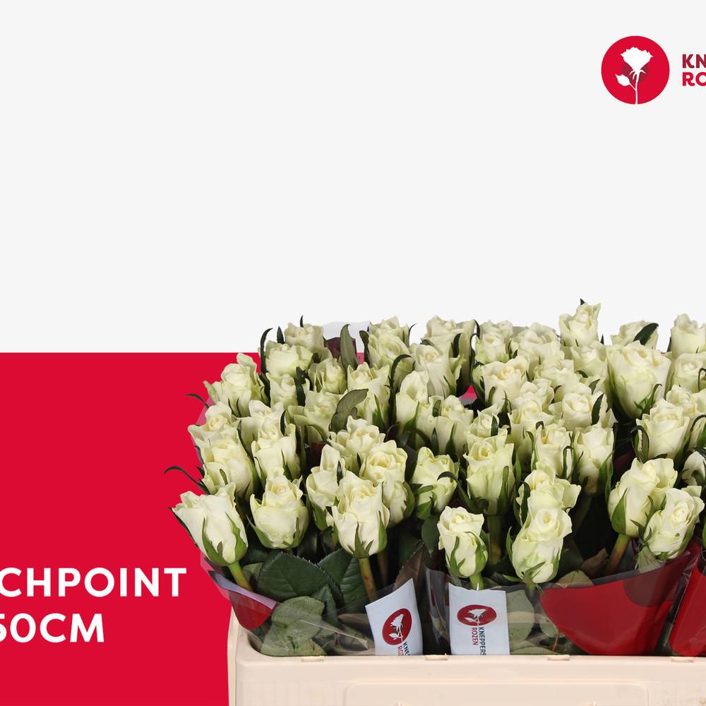 Rose creme/weiss Matchpoint 50cm