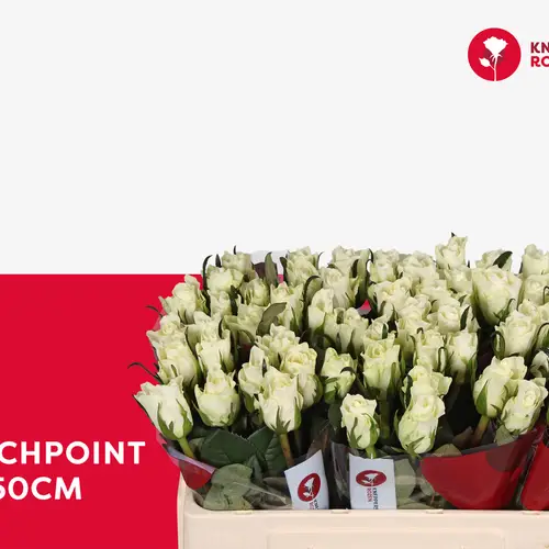 Rose creme/weiss Matchpoint 50cm