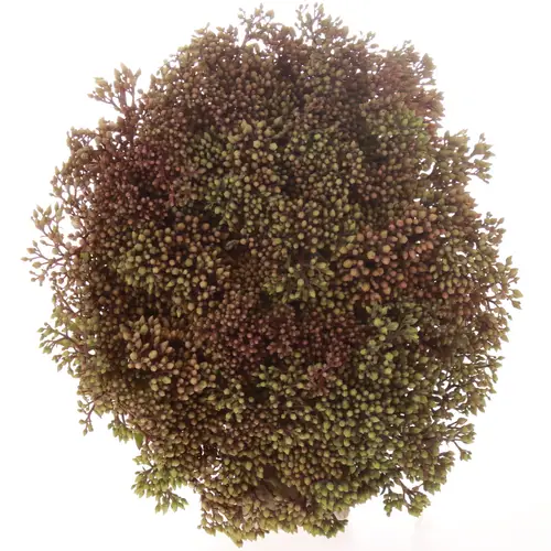 Sedum rot Bündel 40cm