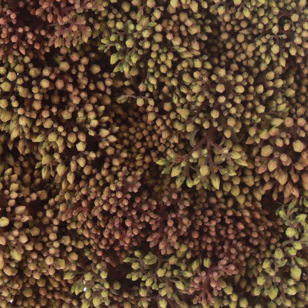 Sedum rot Bündel 40cm