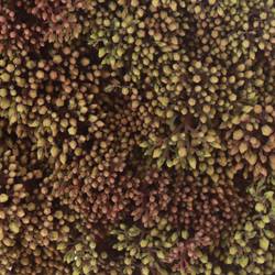 Sedum rot Bündel 40cm