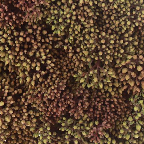 Sedum rot Bündel 40cm